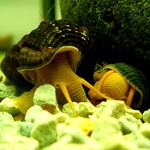 Escargots Tylomelanie gemmifera - Orange Rabbit Snail