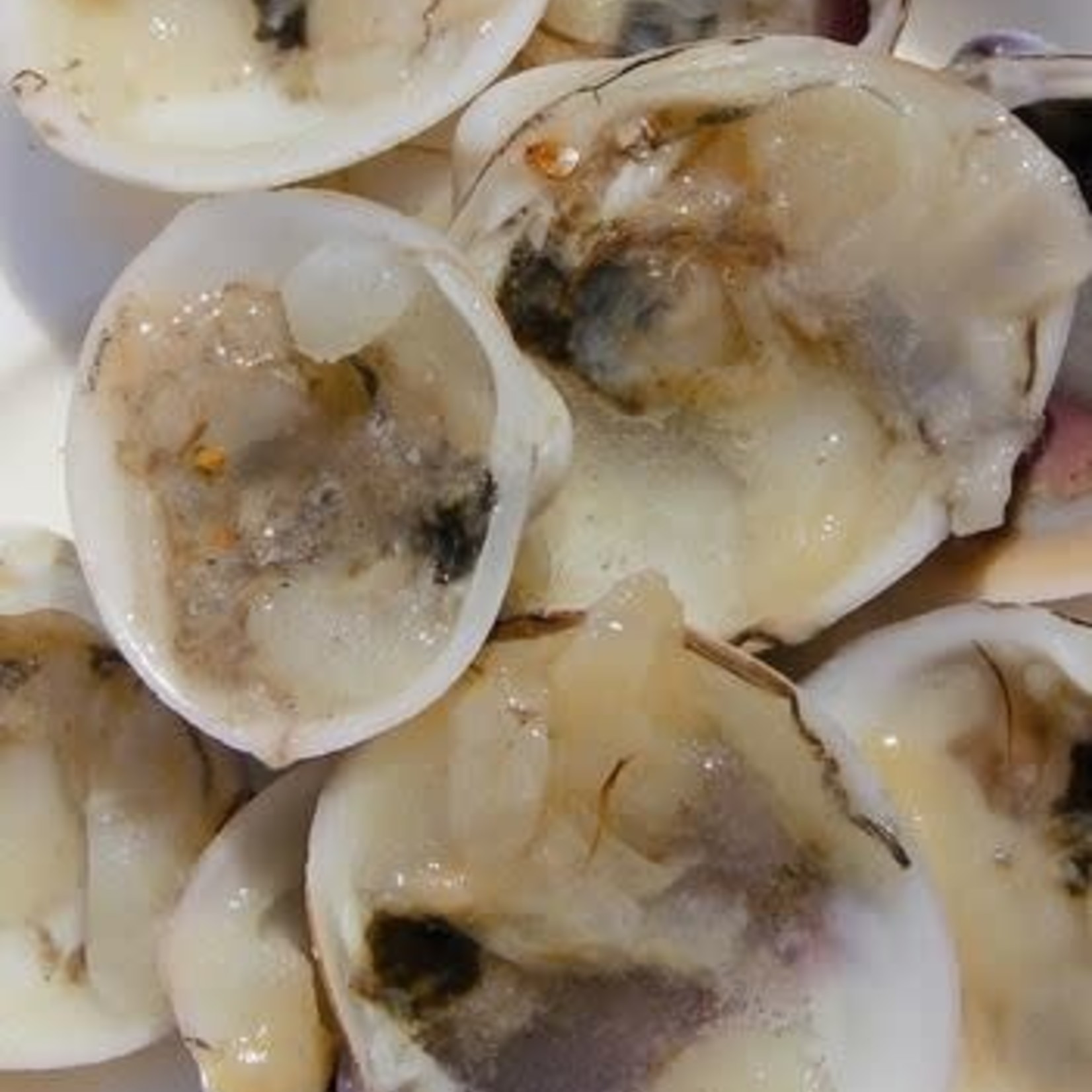 Ocean Nutrition clams in half shells 100g