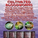 Ocean Nutrition Farmed red bloodworms