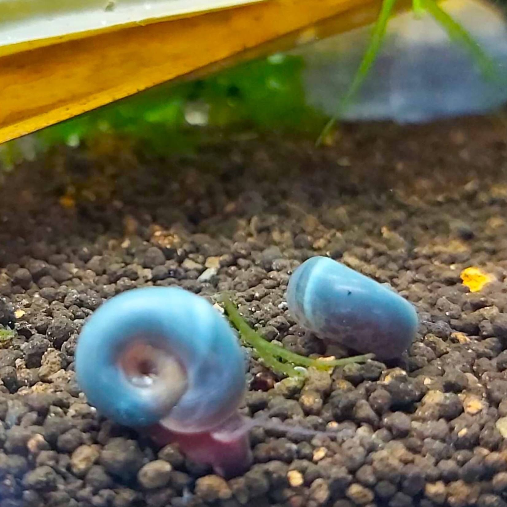 Bubba's Snail Escargots - Planorbes bleu