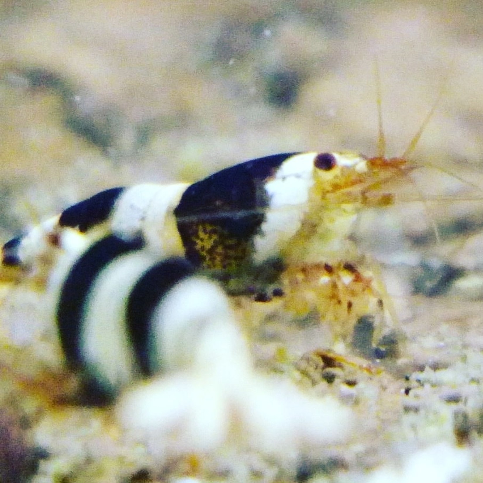 Bubba's Shrimps Caridina logemanni shrimp - Crystal Black A / S