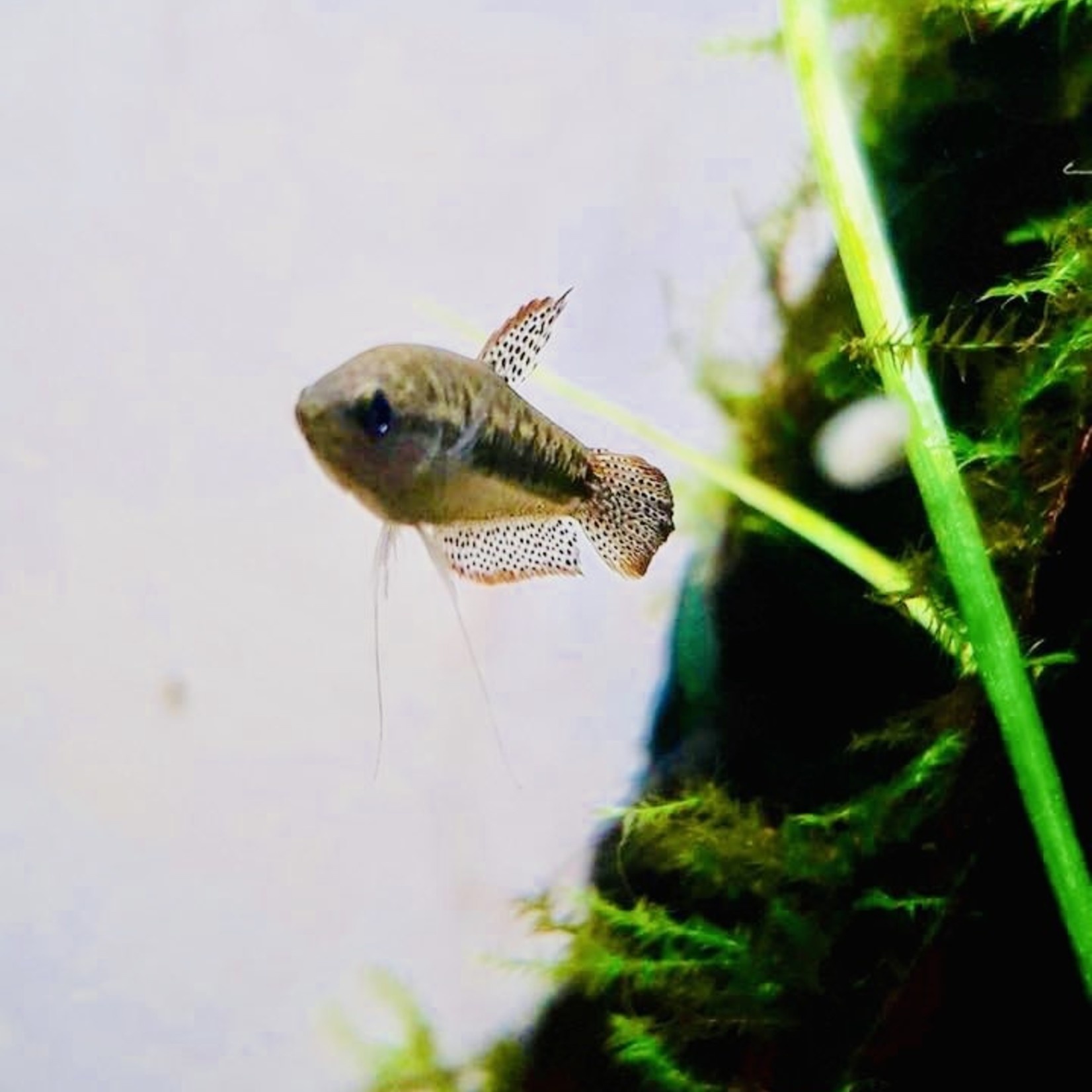 Bubba's Fishs Trichopsis pumila - Dwarf growling gourami