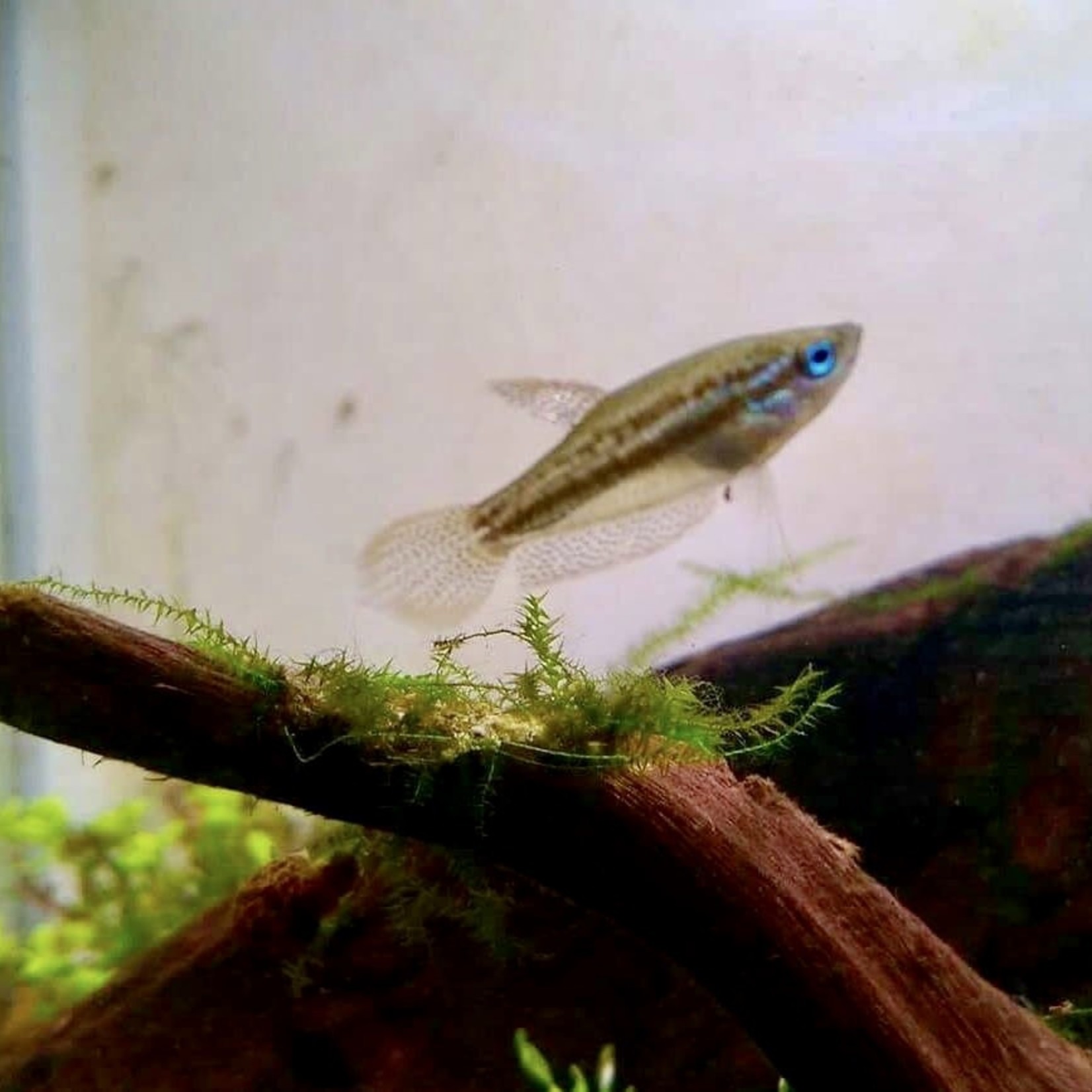 Bubba's Fishs Trichopsis pumila - Dwarf growling gourami