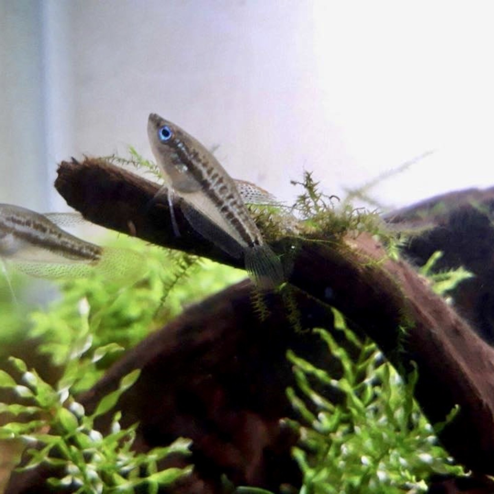 Bubba's Fishs Trichopsis pumila - Dwarf growling gourami