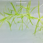 Bubba's Plants Najas - Guppy grass