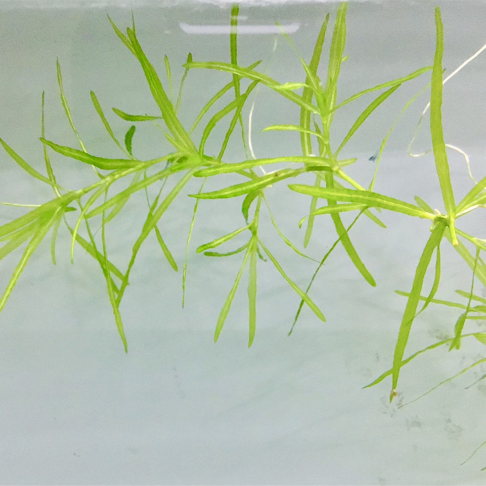 Bubba's Plants Najas guadalupensis (najas microdon) - Guppy grass