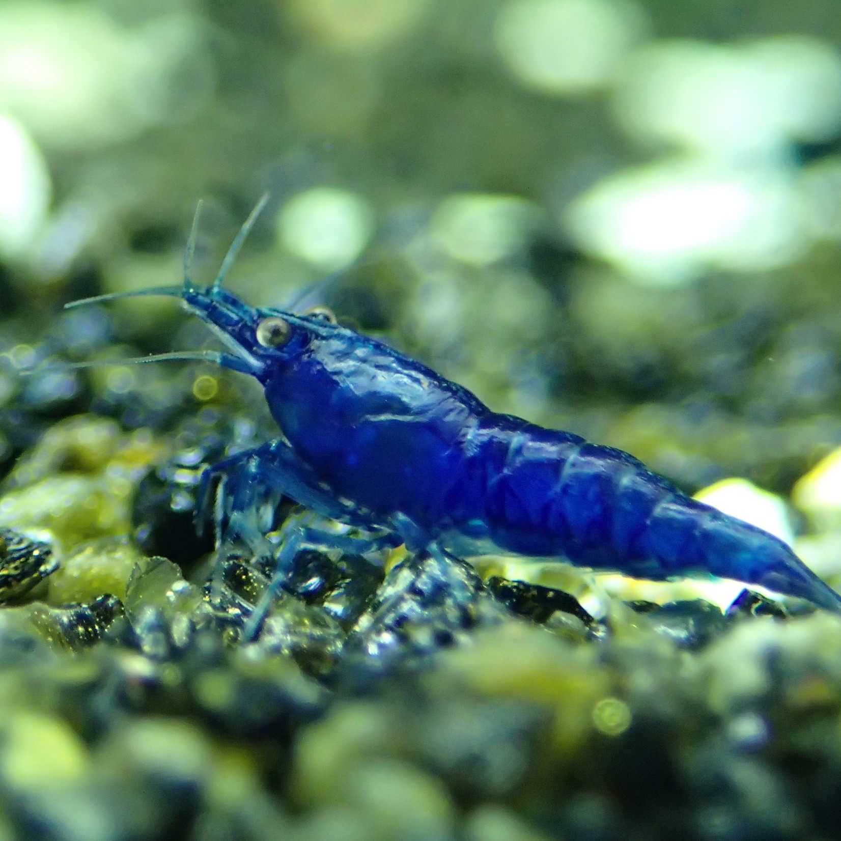 Benadering Korting Meter Garnalen Neocaridina davidi var. Blauwe saffier - Bubba's Shrimps