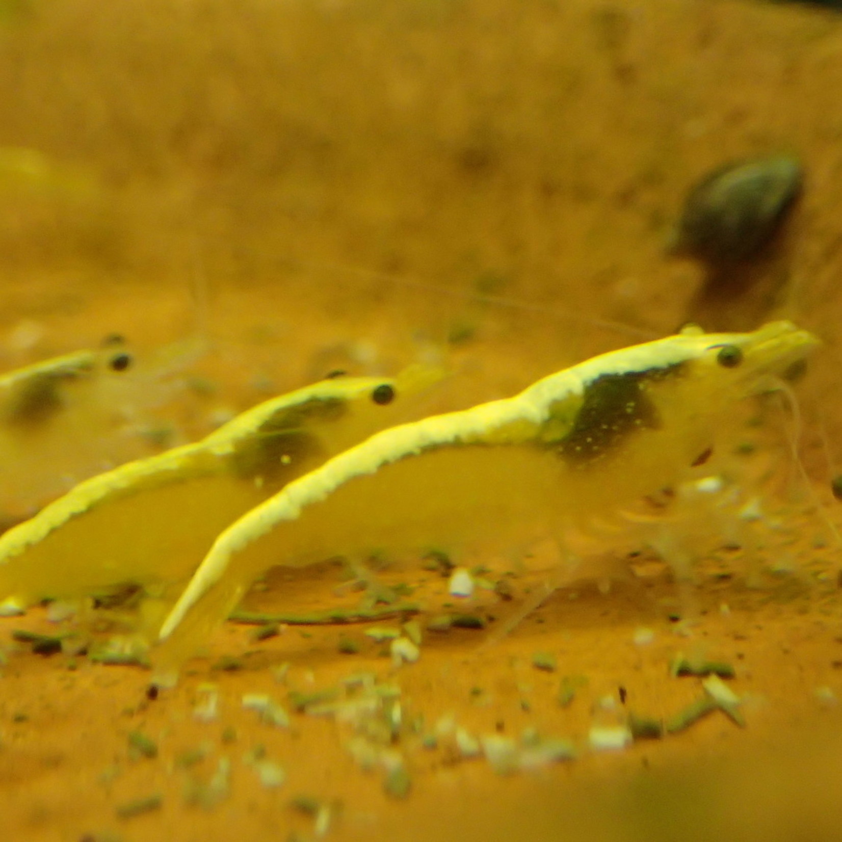 Bubba's Shrimps Garnalen Neocaridina davidi var. Geel neon