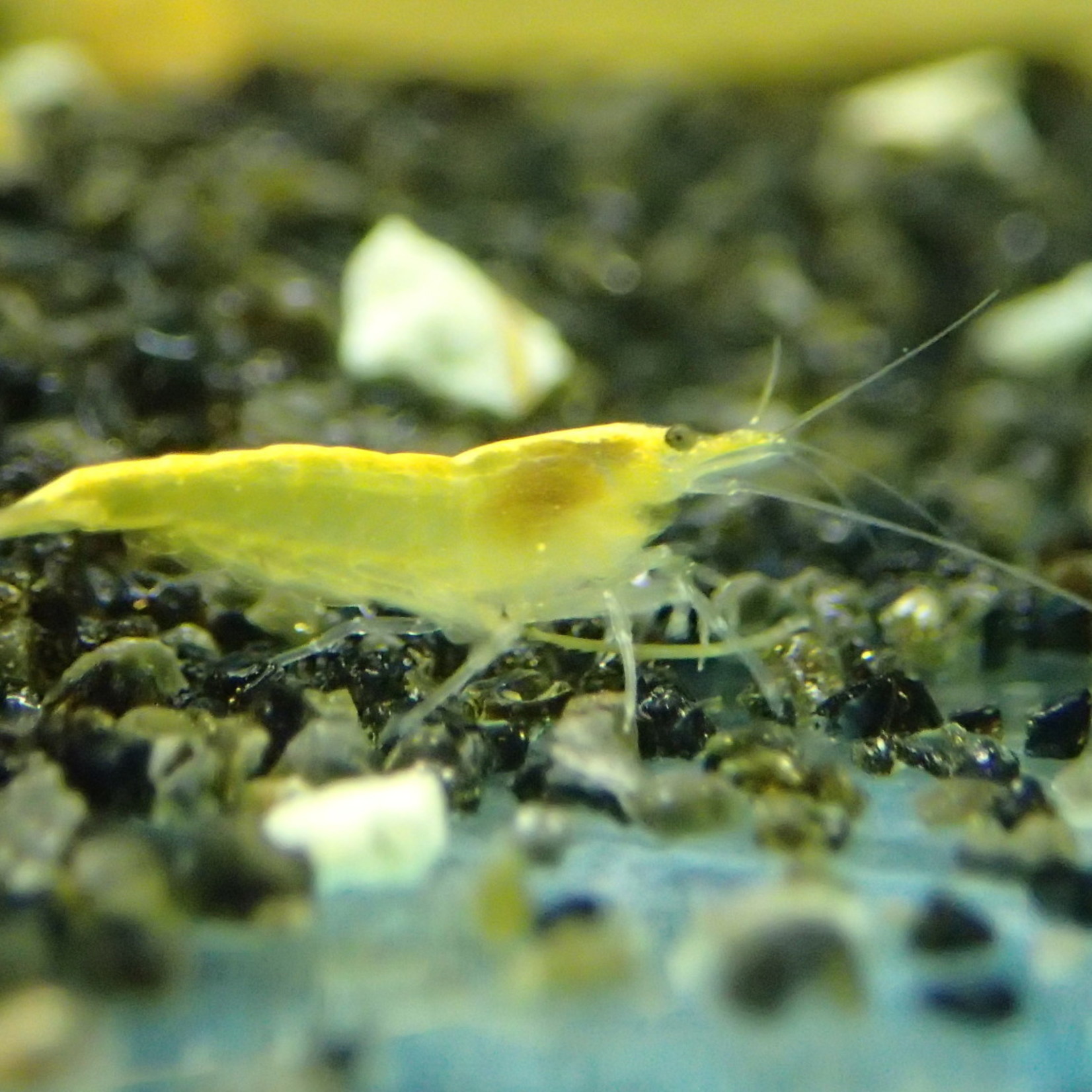 Bubba's Shrimps Garnalen Neocaridina davidi var. Geel neon