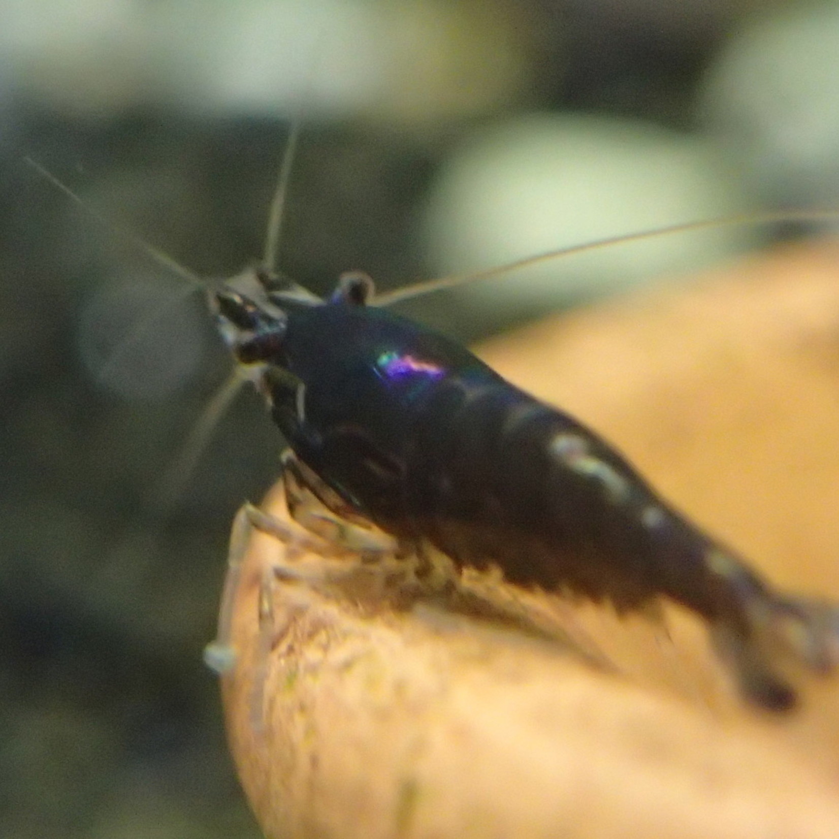 Bubba's Shrimps Neocaridina davidi var. Black - Chocolate