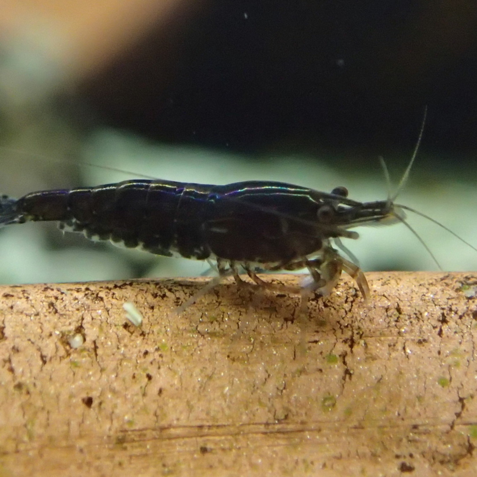 Bubba's Shrimps Neocaridina davidi var. Black - Chocolate