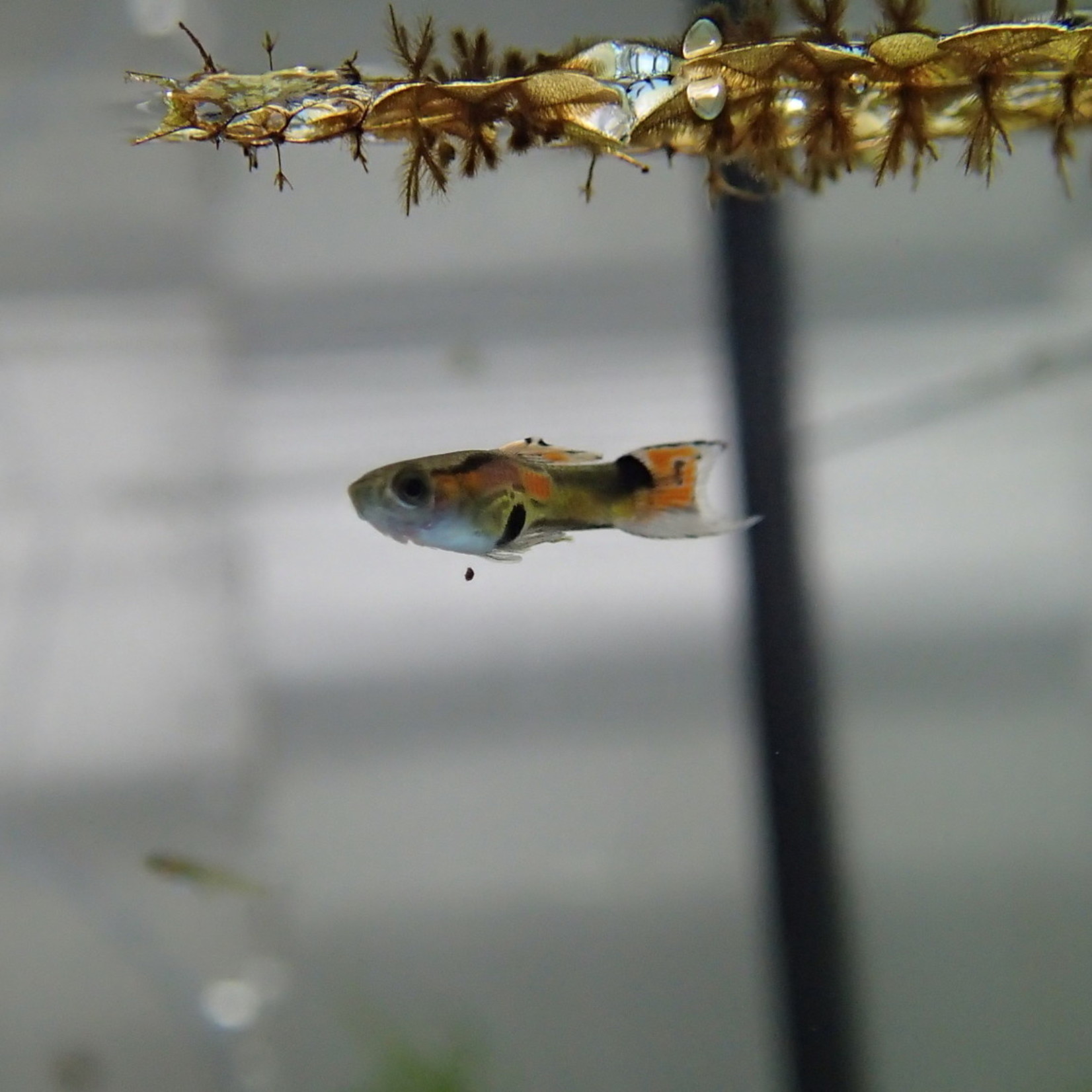 Bubba's Fishs Guppy Endler Campoma 2008 n15