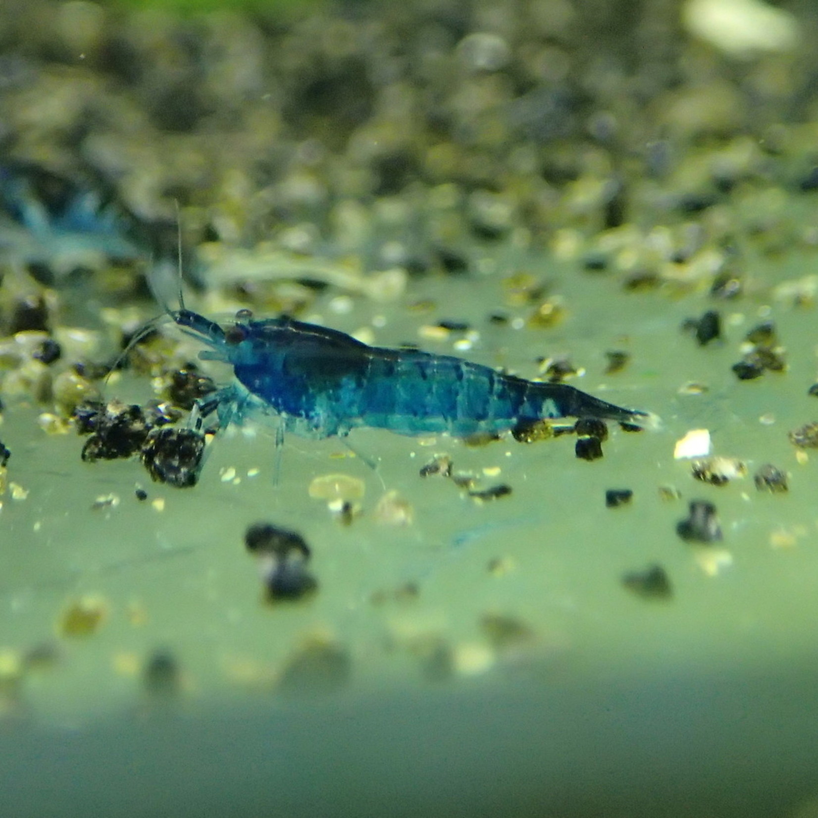 Bubba's Shrimps Neocaridina davidi Var. Blue rili