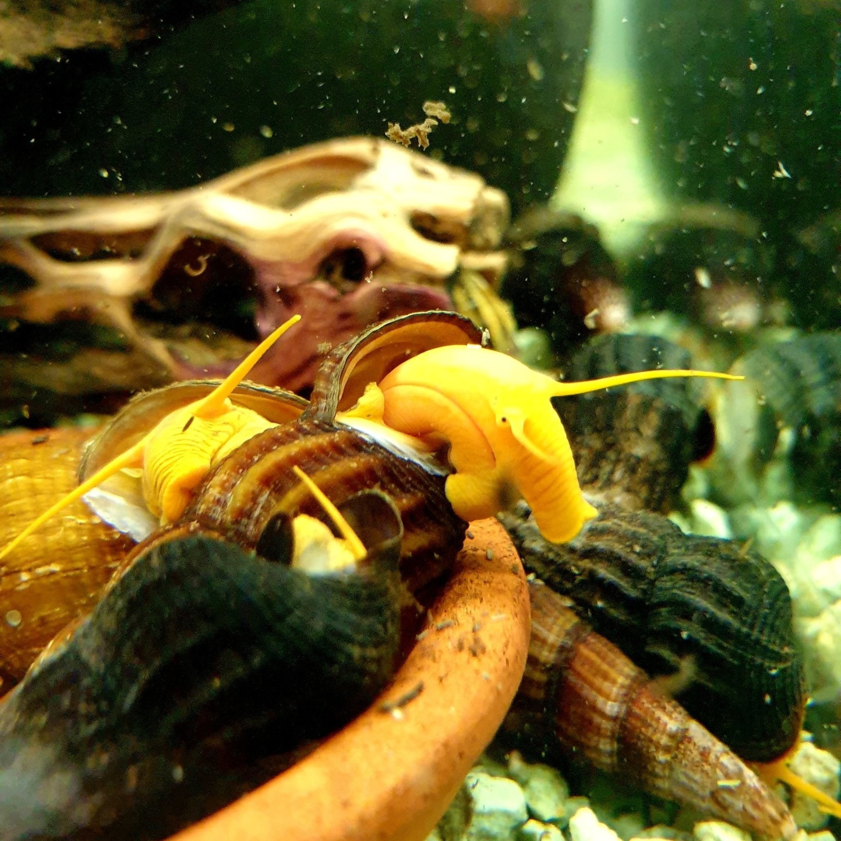 Escargots Tylomelanie gemmifera - Orange Rabbit Snail