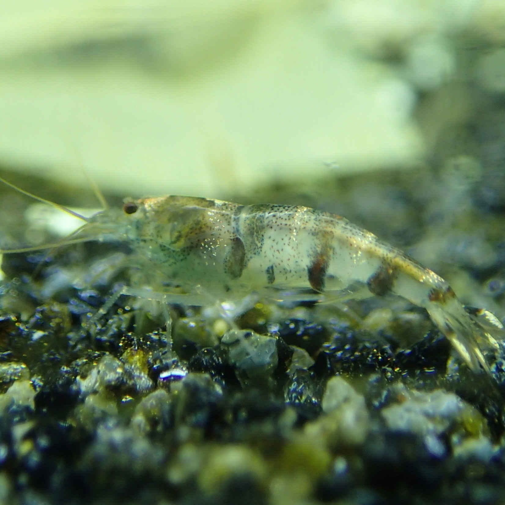 energi Porto rense Shrimp Caridina cf. breviata - Hummel Black & White - Bumble bee - Bubba's  Shrimps