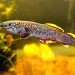 Bubba's Fishs Fundulopanchax clauseni
