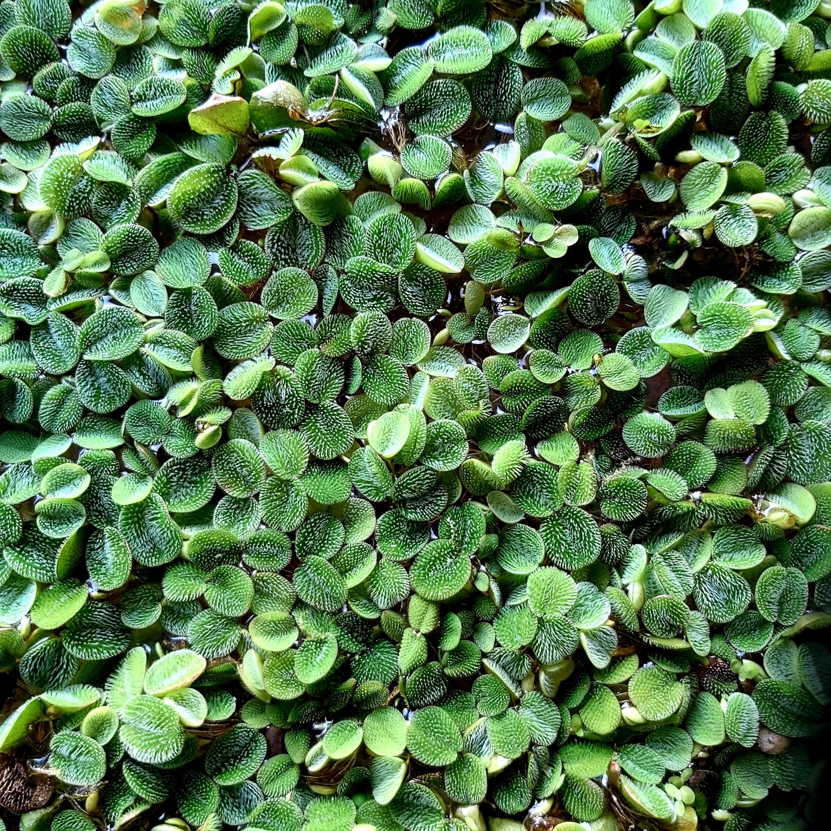 Bubba's Plants Salvinia minima