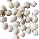 Bubba white snail shells