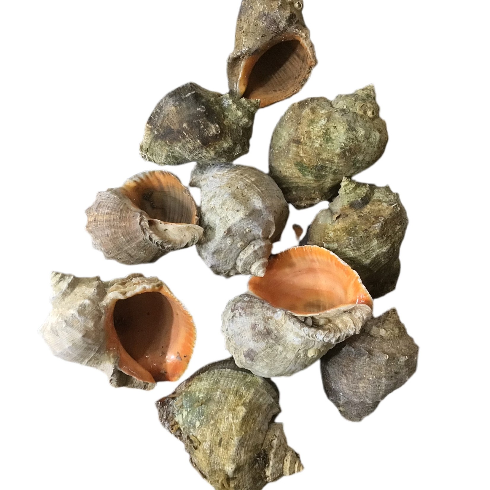 Bubba Decorative shells (1pc)