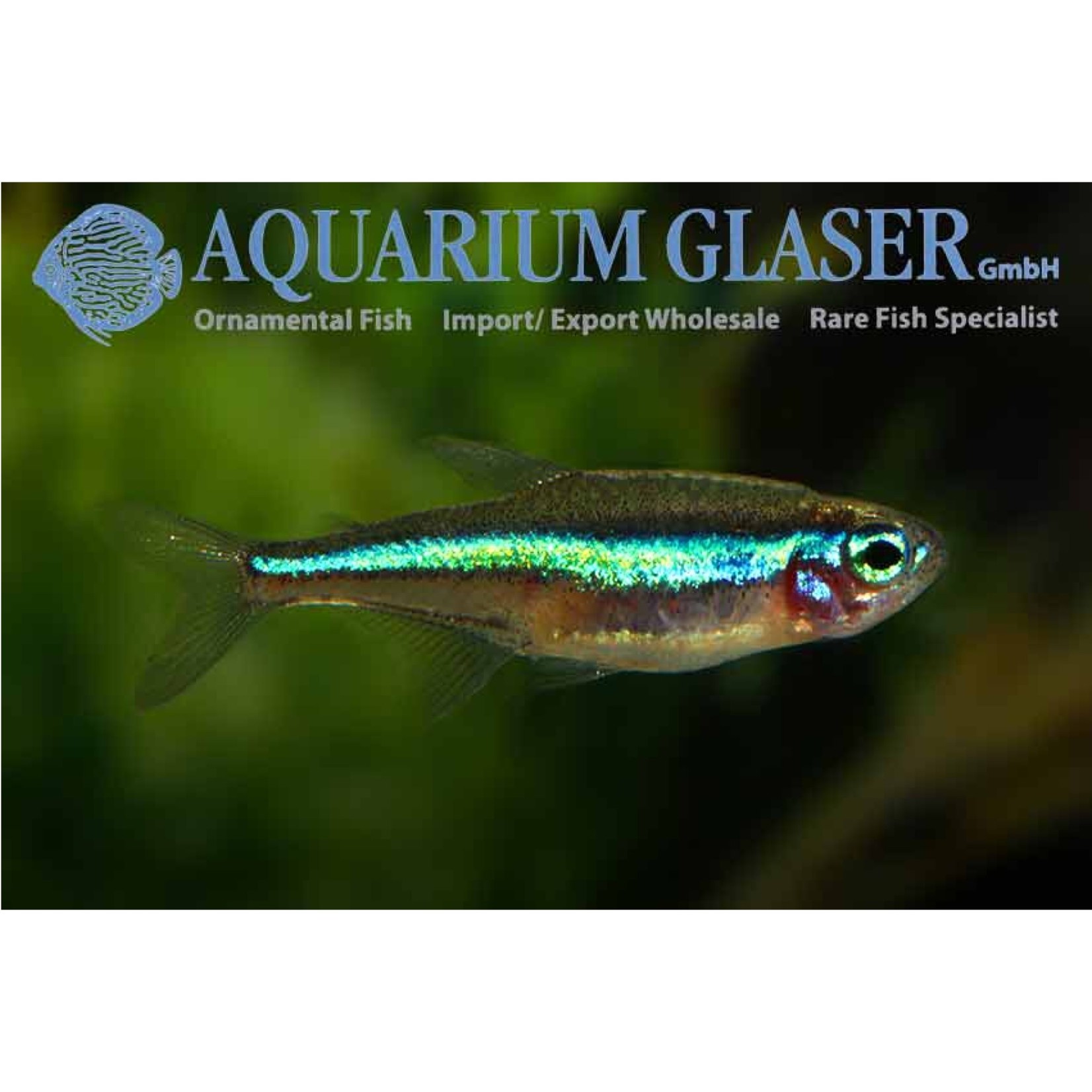 Bubba's Fishs Paracheirodon simulans - False Neon