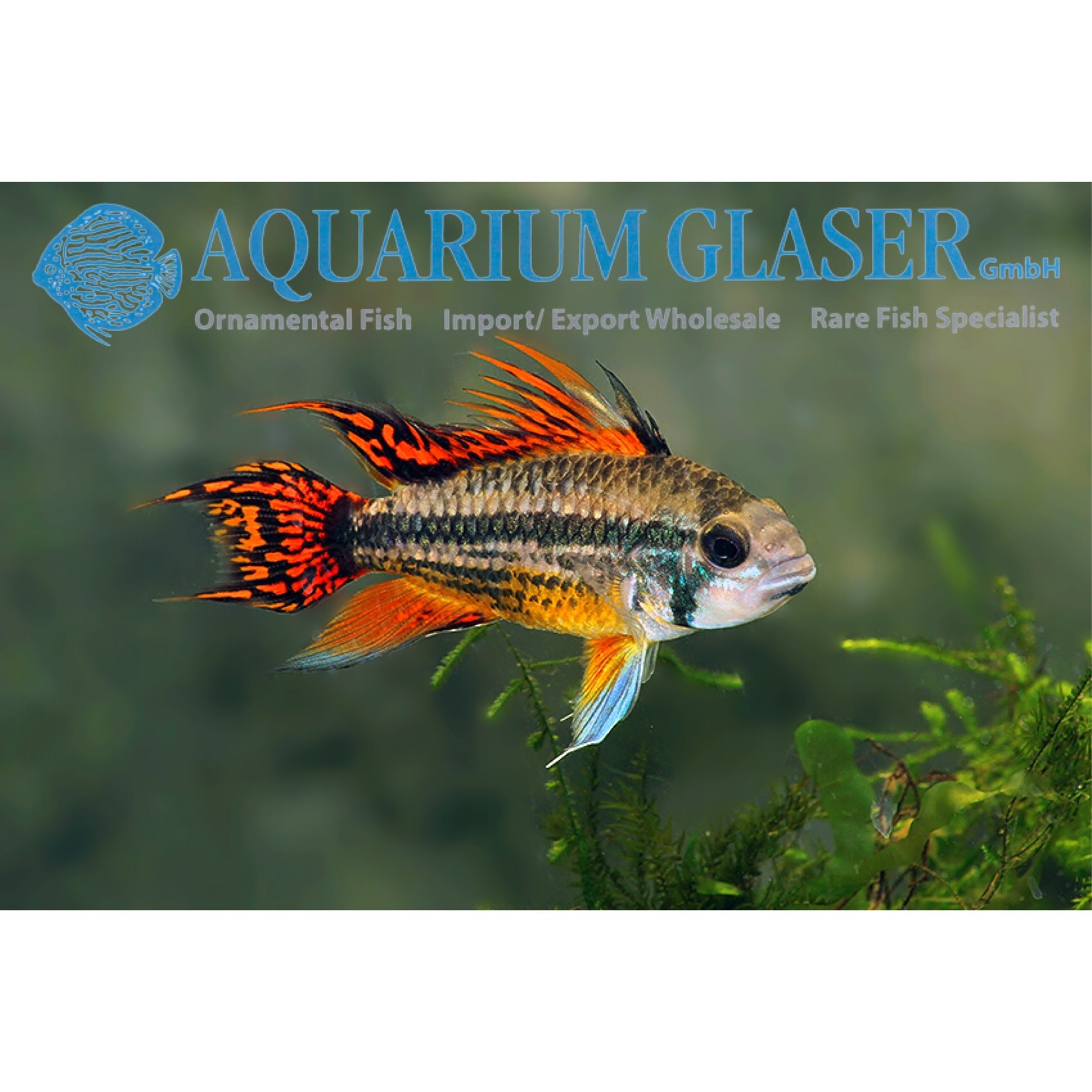 Bubba's Fishs Apistogramma Cacatuoides Dubbel Rood