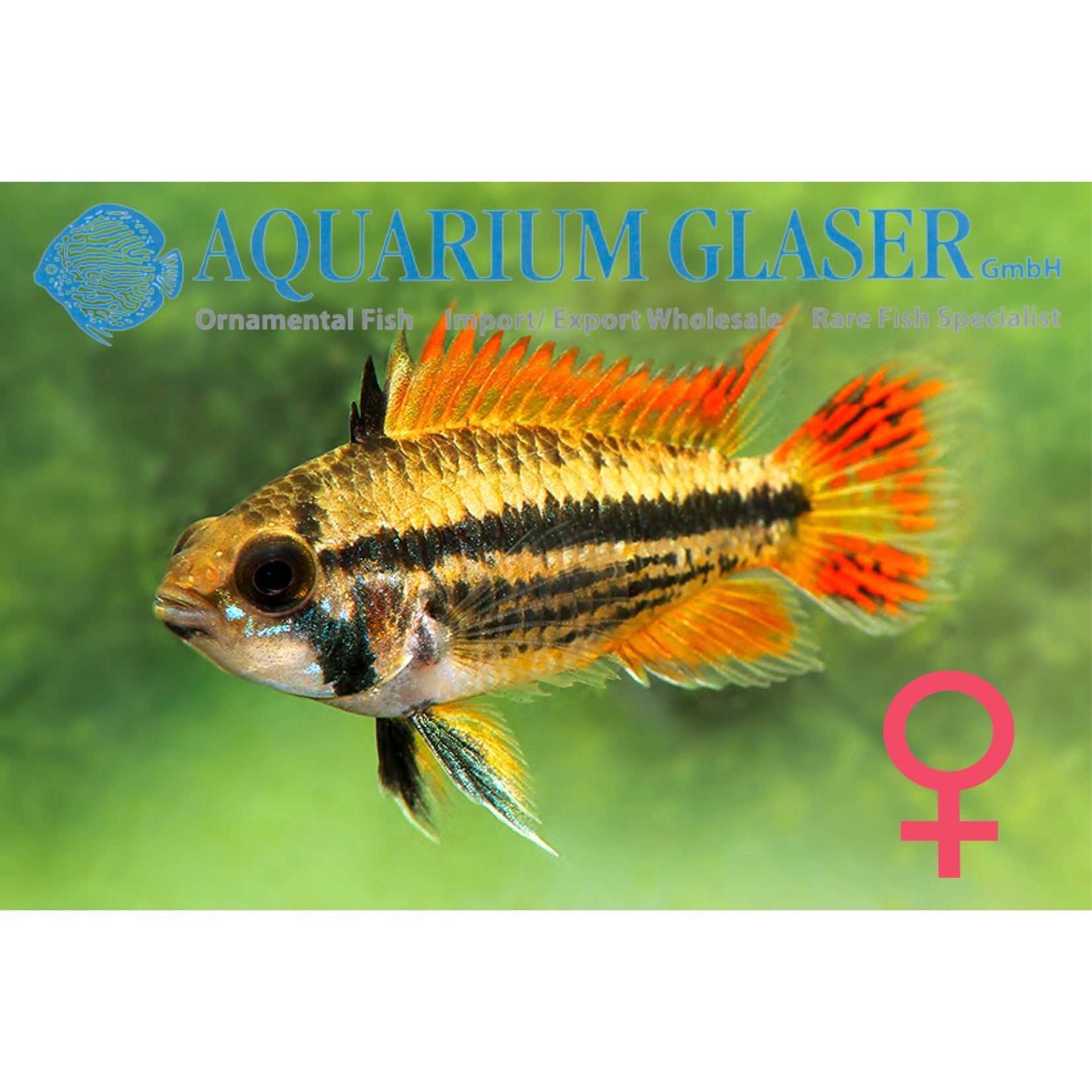 Bubba's Fishs Apistogramma Cacatuoides Dubbel Rood