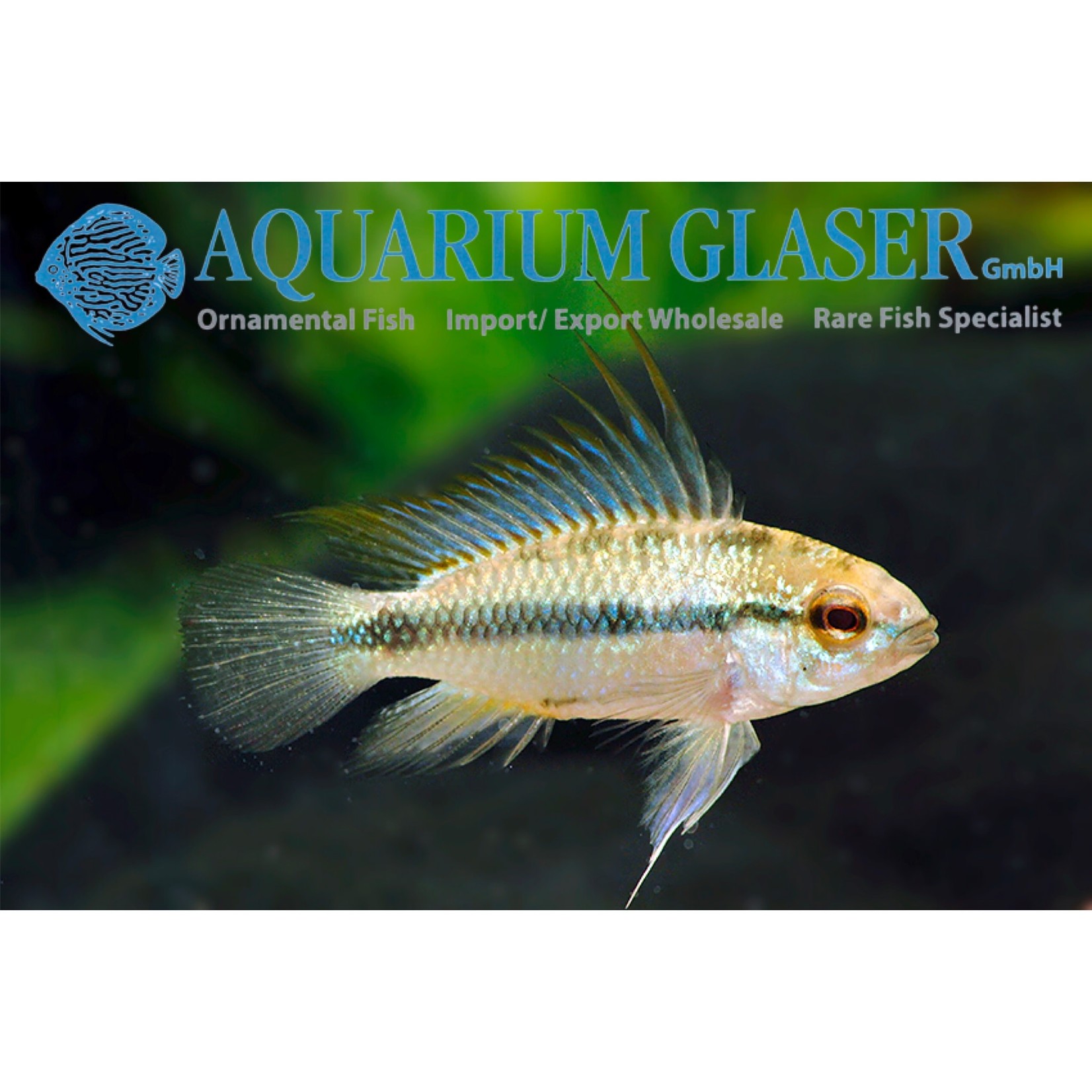 Bubba's Fishs Apistogramma Trifasciata