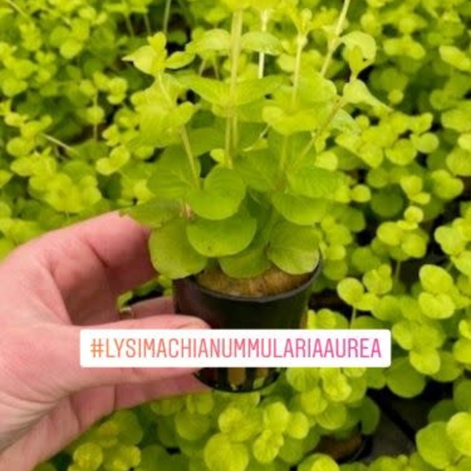 Bubba's Plants Lysimachia nummularia (Strip)