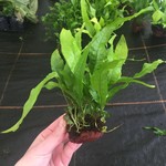 Bubba's Plants Microsorum mix sur roche