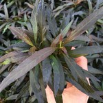 Bubba's Plants Hygrophila corymbosa var angustifolia ''rubra''