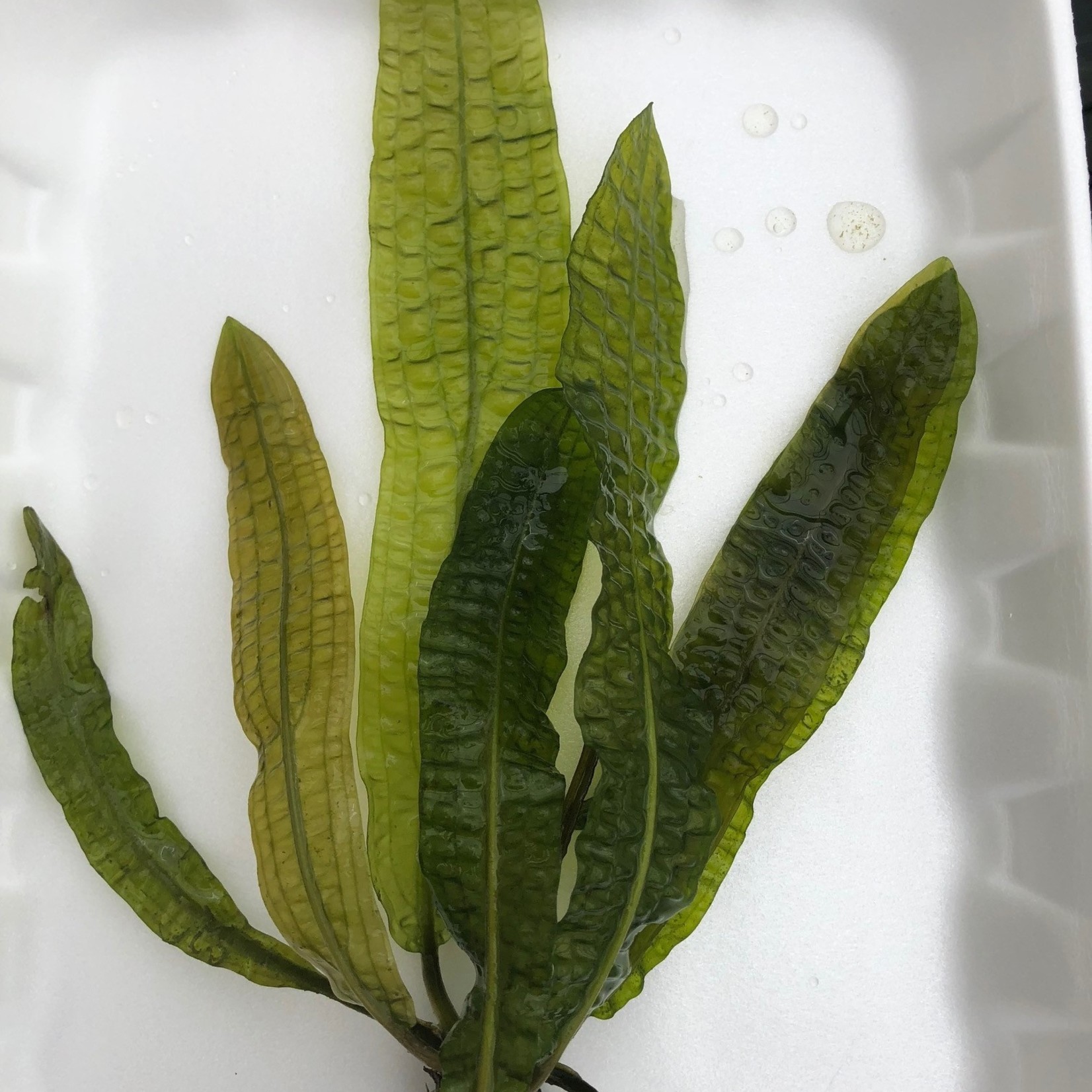 Bubba's Plants Aponogeton boivinianus bol