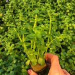 Bubba's Plants Bacopa monieri (Strip)