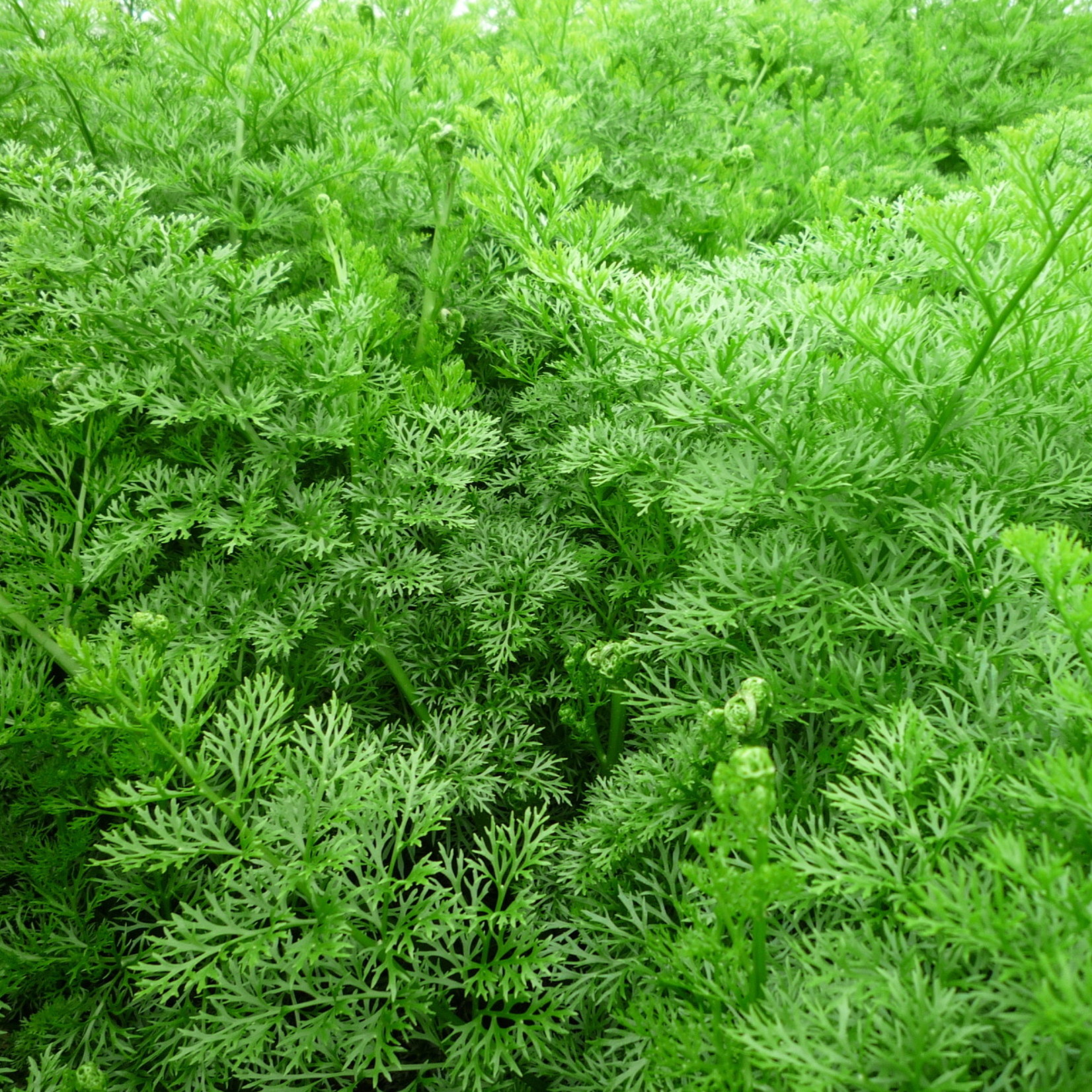 Bubba's Plants Ceratopteris thalictroides (thin leaves)