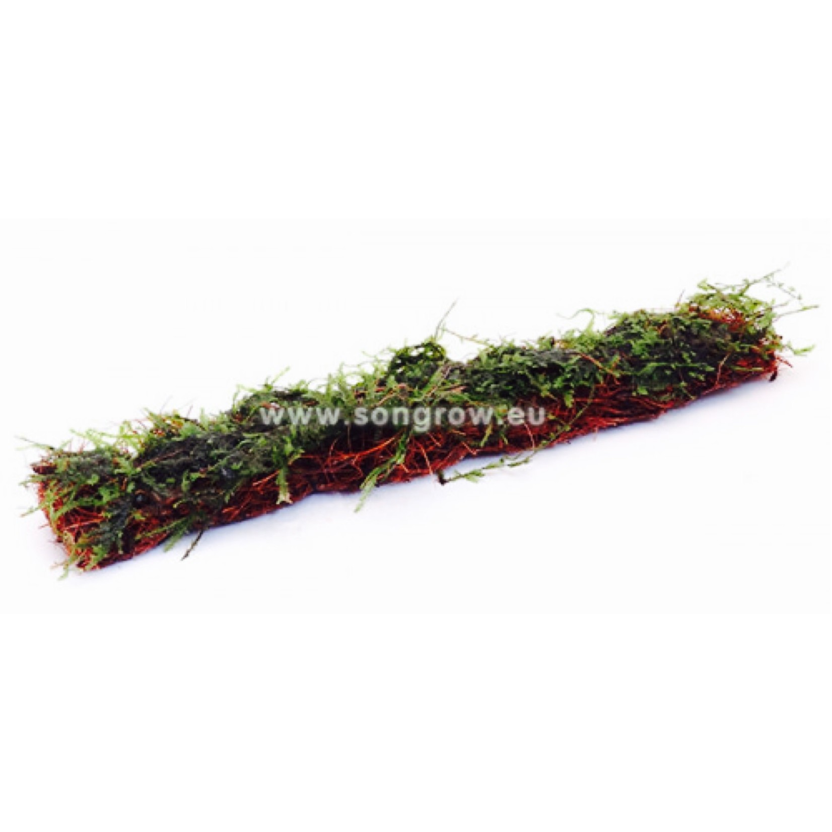 Bubba's Plants Christmas Moss tapis coco 18x3cm