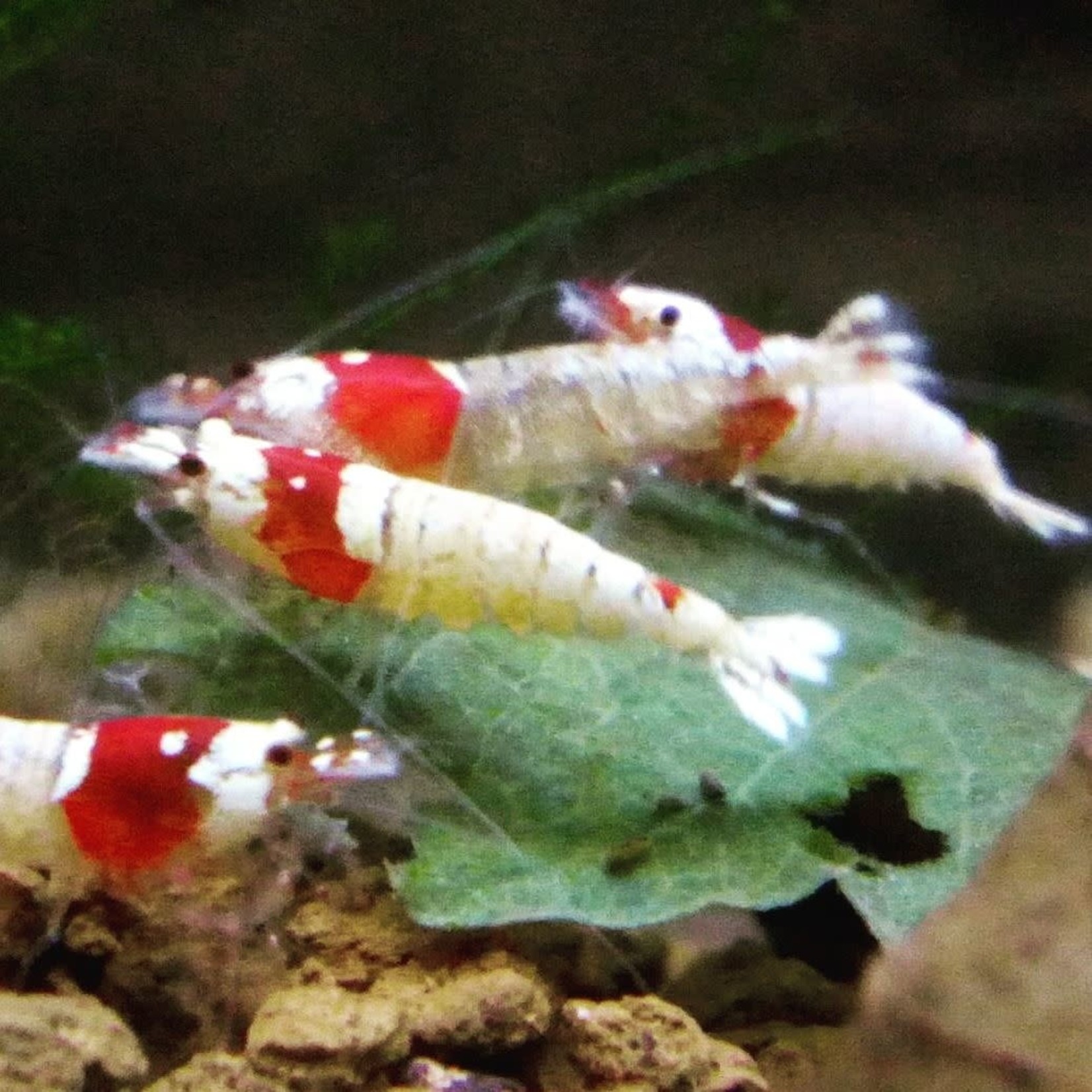 Bubba's Shrimps Crystal Red A / S