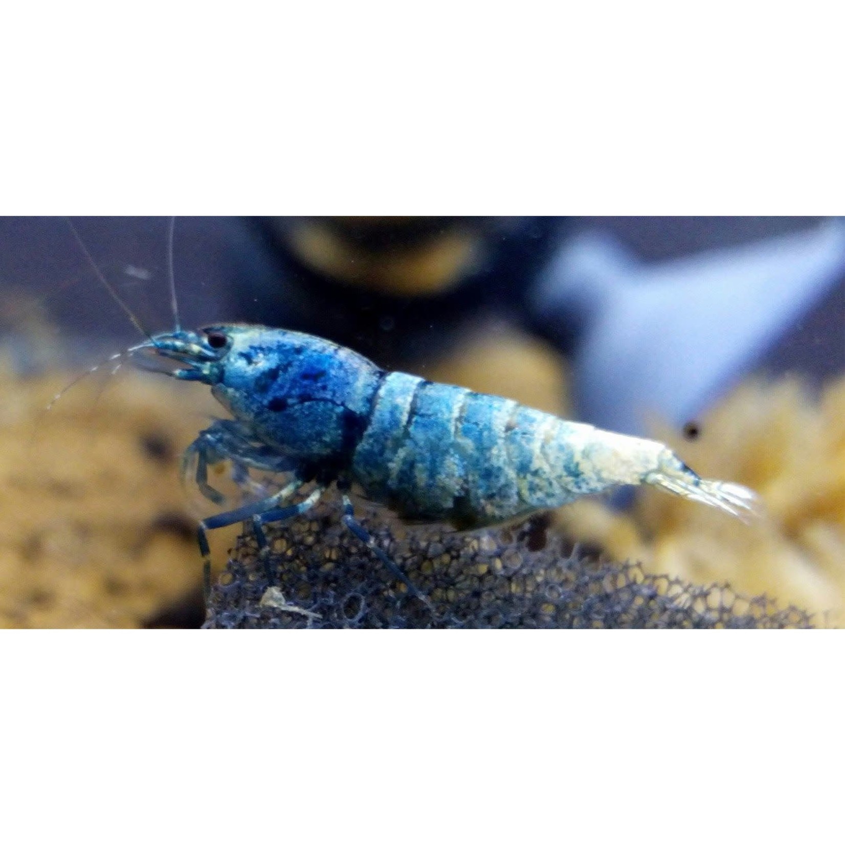 Bubba's Shrimps Blue Bolt