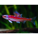 Bubba's Fishs Notropis Chosomus - Regenboog