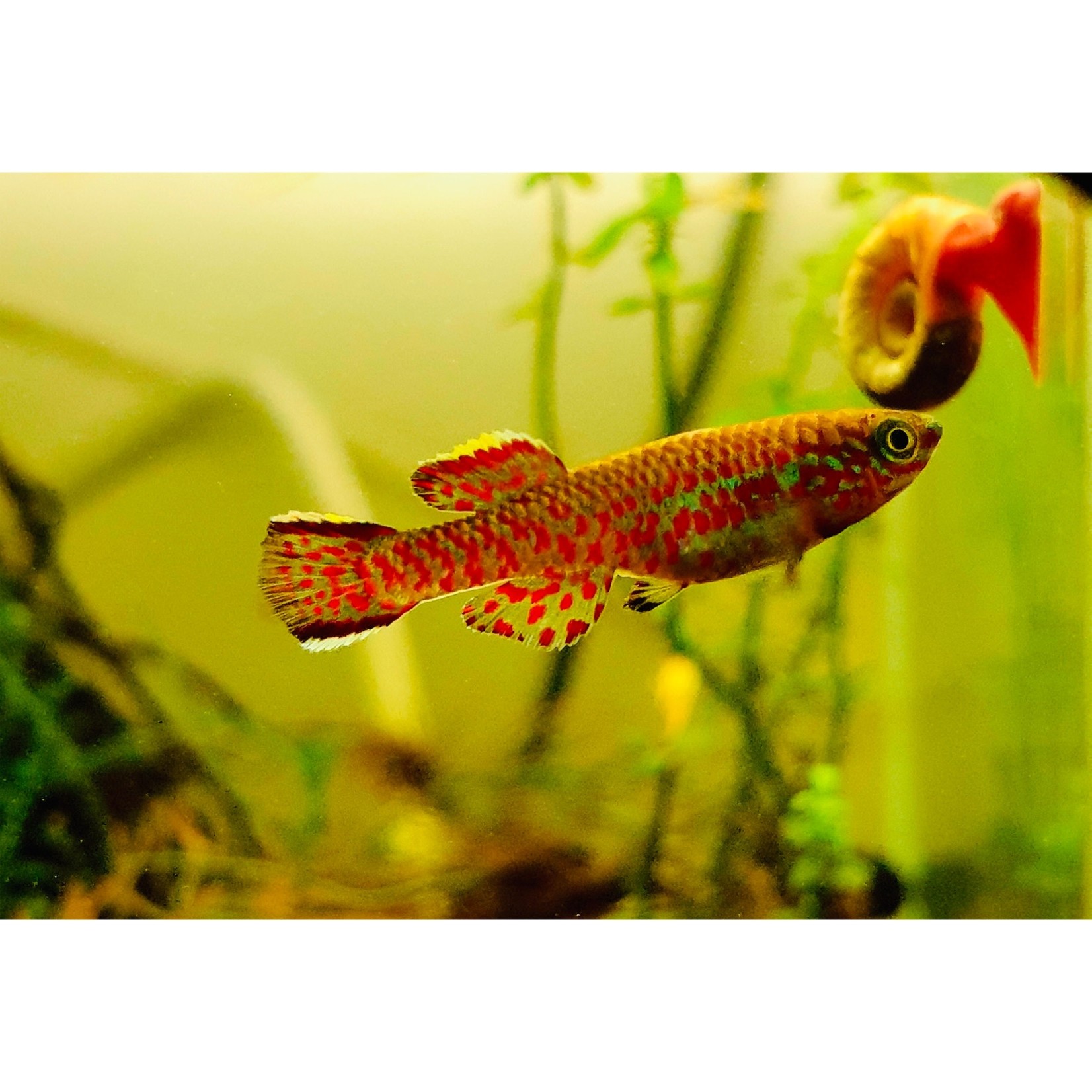 Bubba's Fishs Killie - Aphyosemion Gardneri