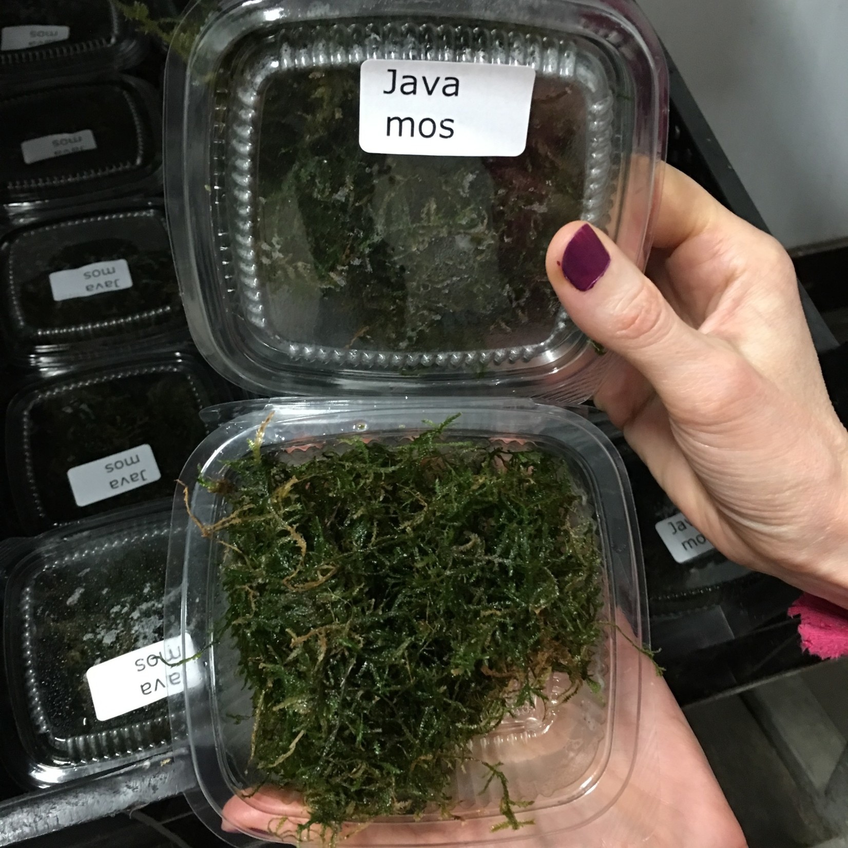 Bubba's Plants Java Mix moss