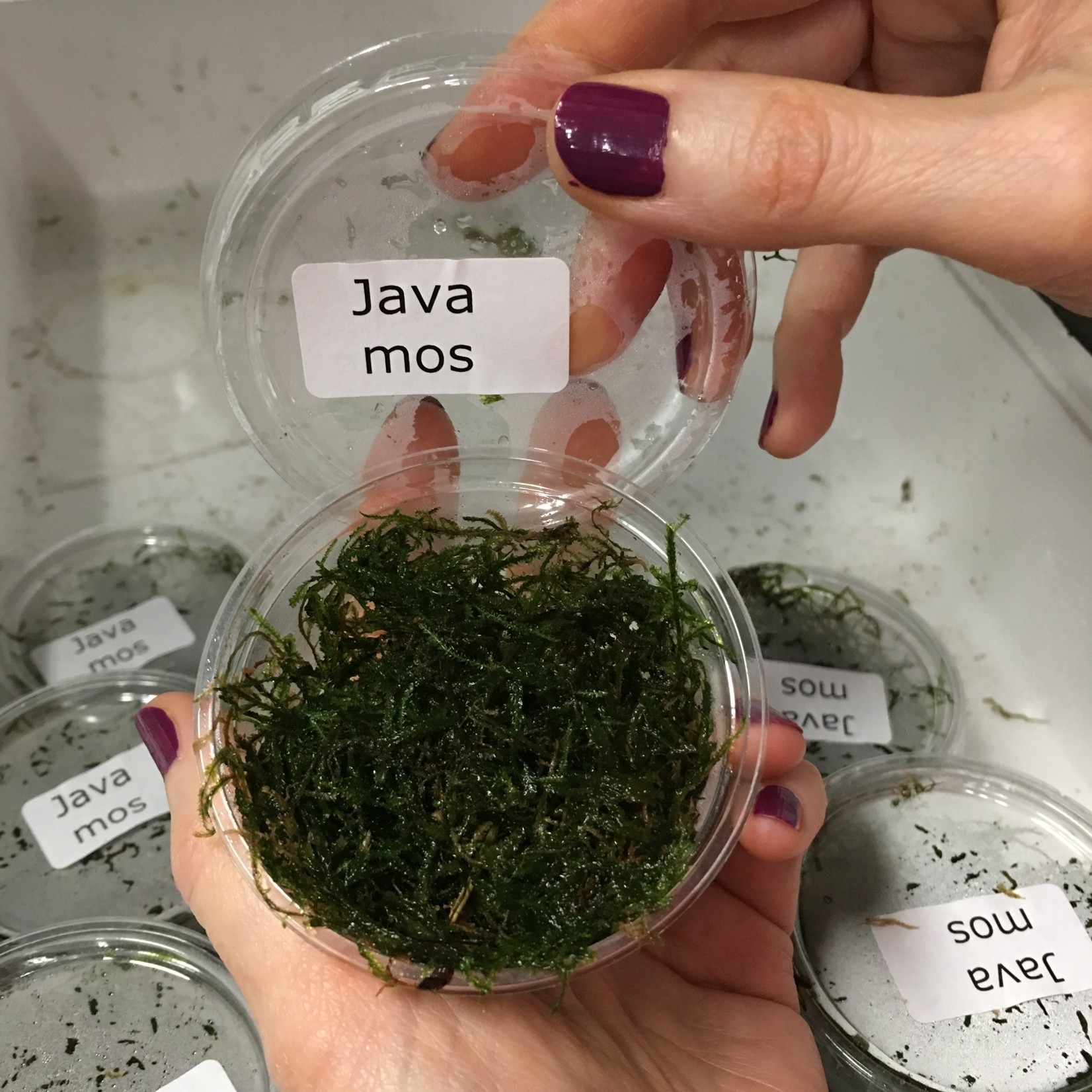 Bubba's Plants Java Mix moss