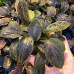 Bubba's Plants Lagenandra meeboldi