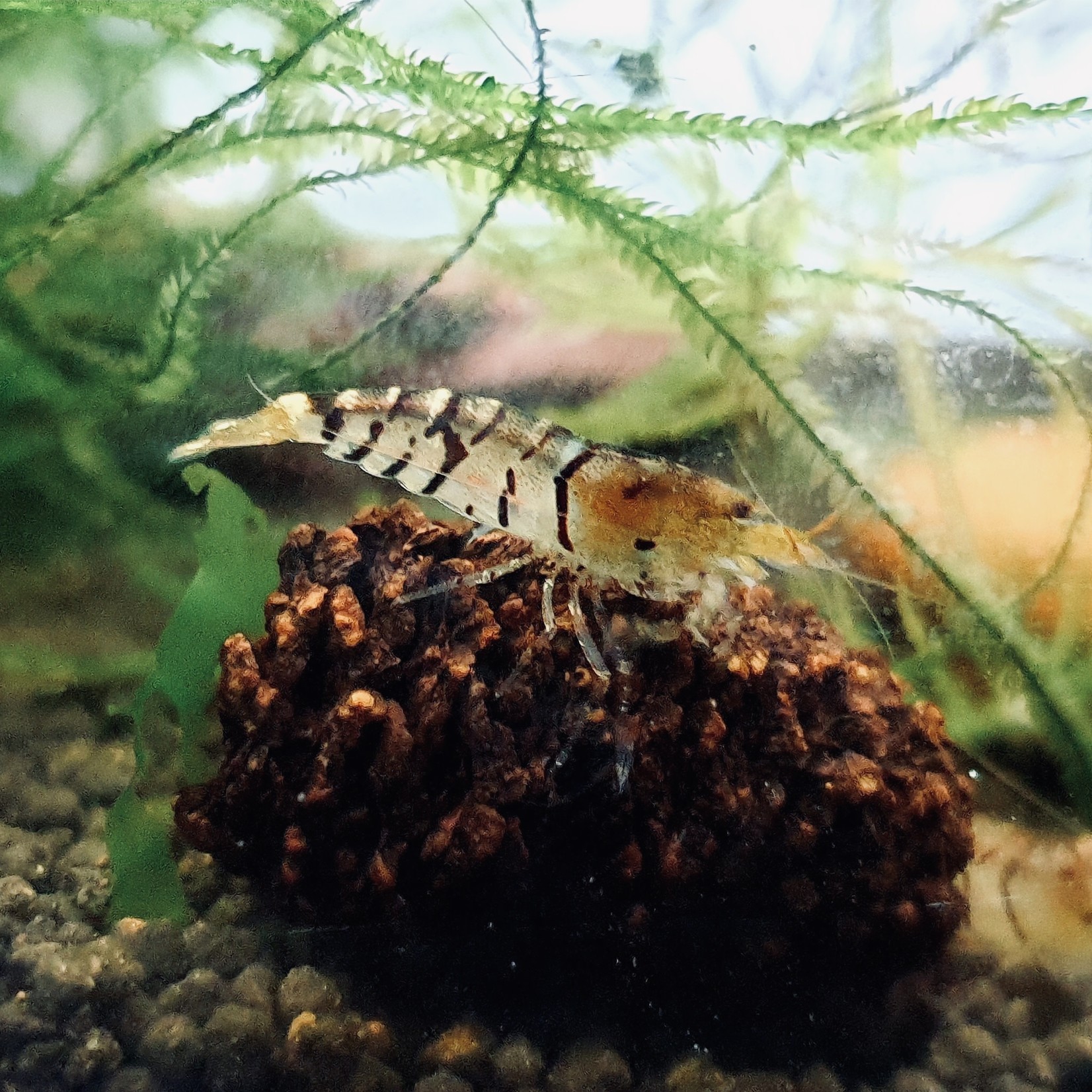 Bubba's Shrimps Caridina mariae - Tijger