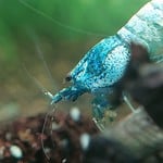 Bubba's Shrimps Steel/Crazy Blue
