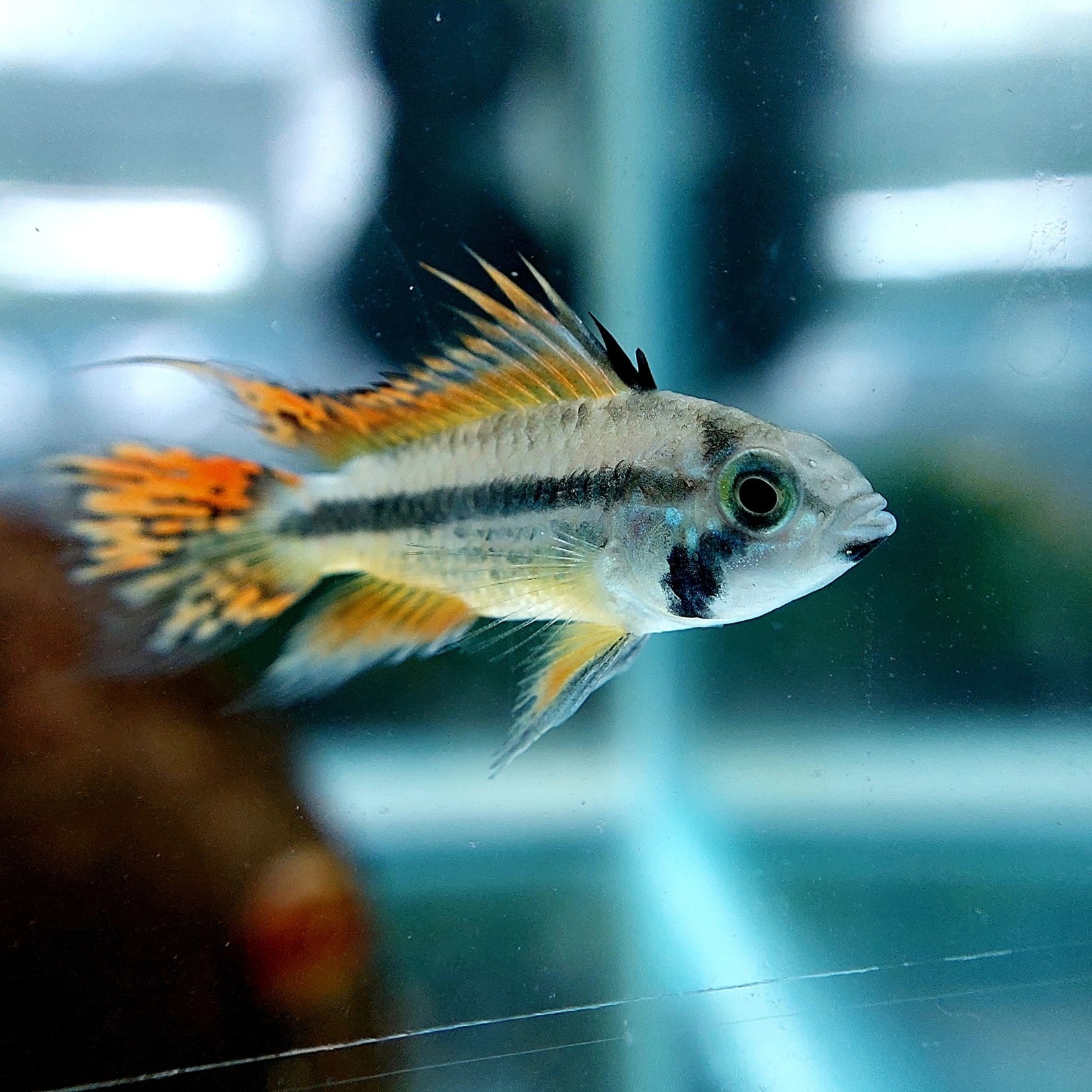 Bubba's Fishs Apistogramma Cacatuoides Dubbel Rood