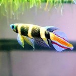 Bubba's Fishs Killi clown - Pseudepiplaty annulatus