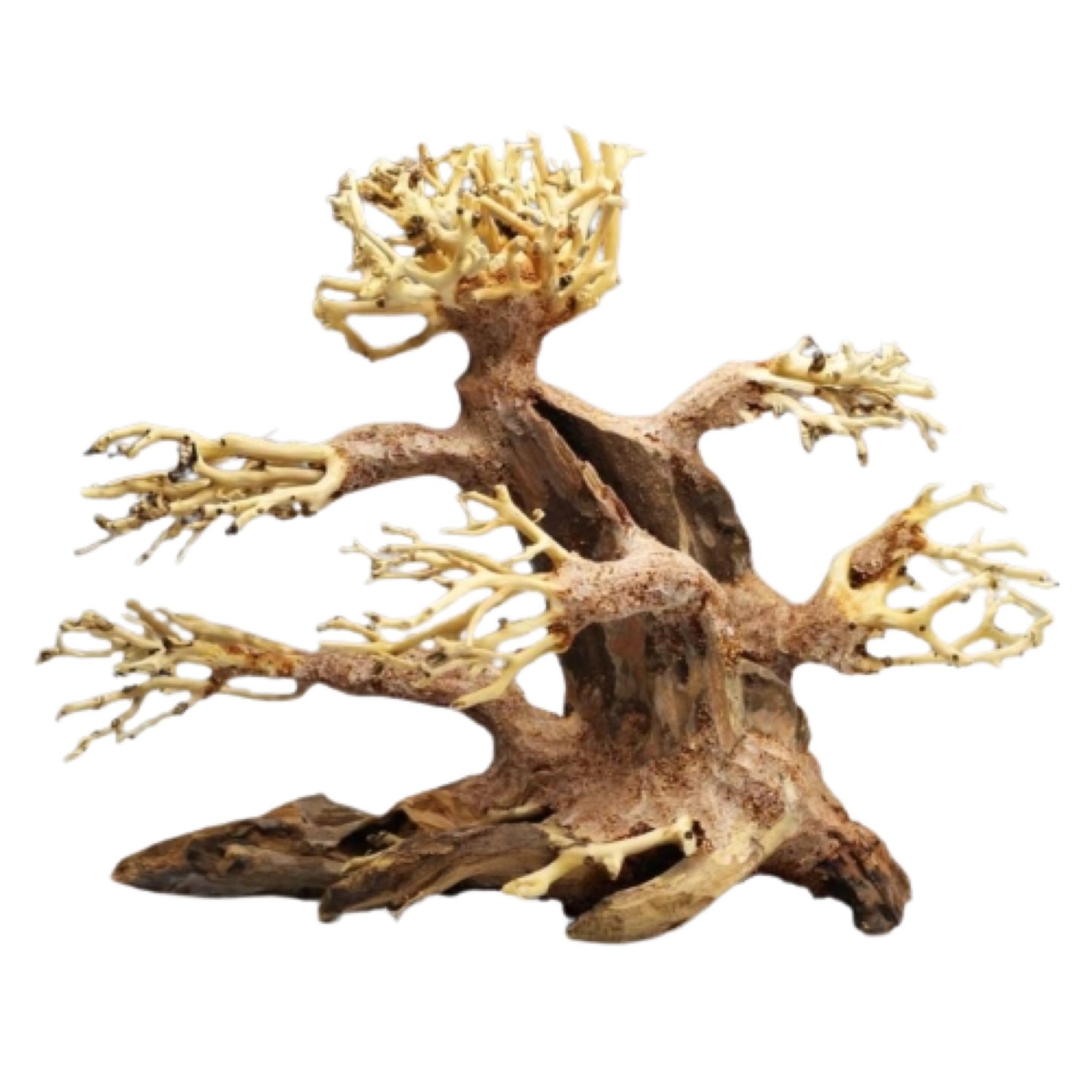 Bonsai - LEGNO ORIENTAL WIND 4 SM 23X10X17CM