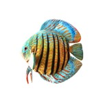 Green Pleco Peluche Discus