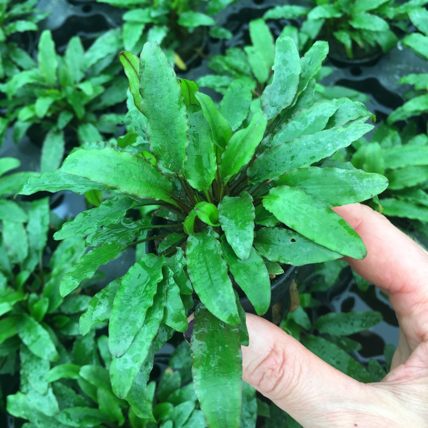 Bubba's Plants Cryptocoryne wendtii Green