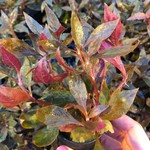 Bubba's Plants Alternanthera reineckii var roseifolia