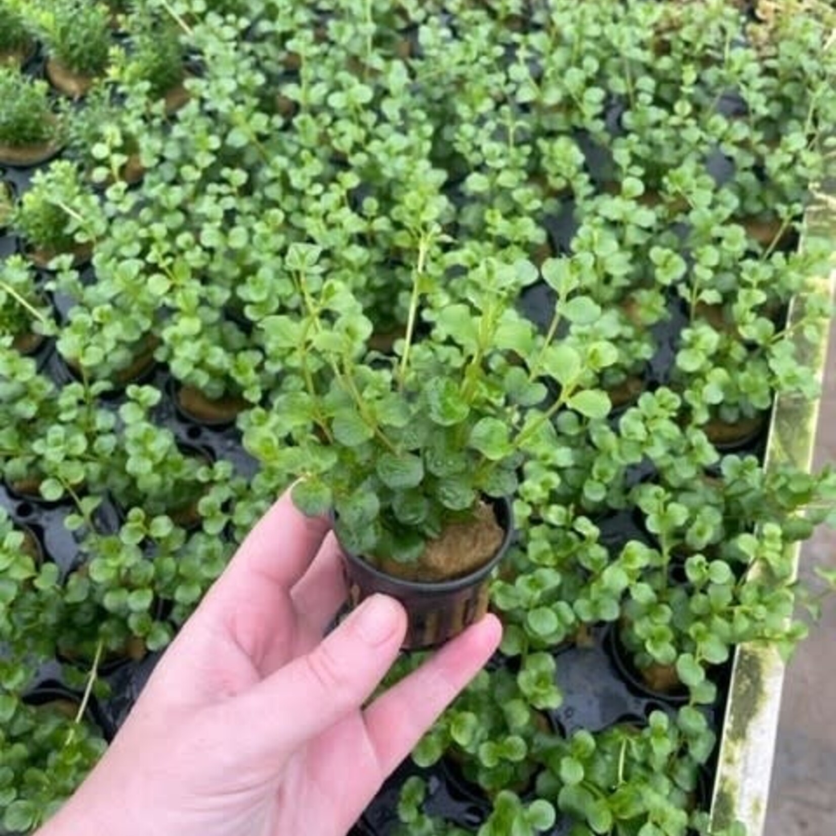 Bubba's Plants Lysimachia nummularia